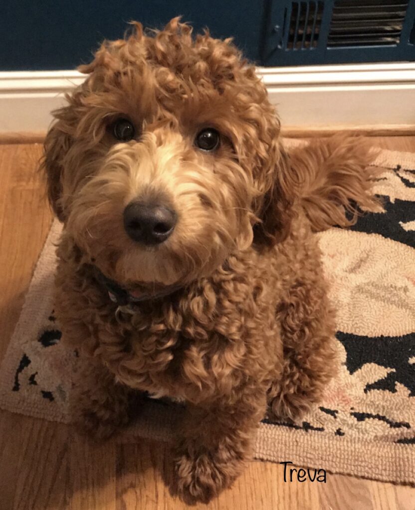 Mini Goldendoodle for Sale