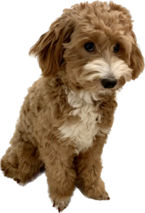 Mini Goldendoodle for Sale