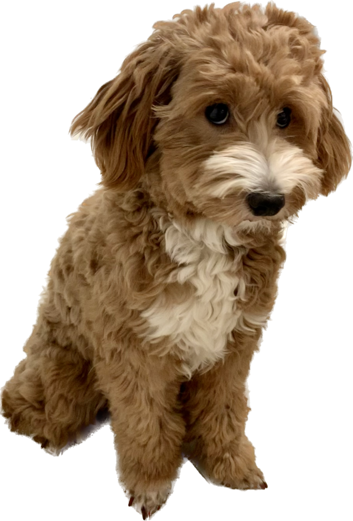 Mini Goldendoodle for Sale