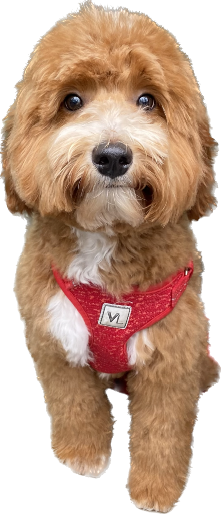 Mini Goldendoodle for Sale