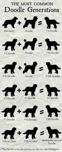 Doodle Generation Chart