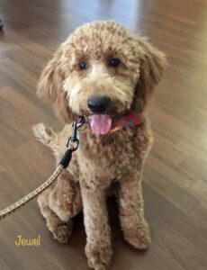 Mini Goldendoodle for Sale