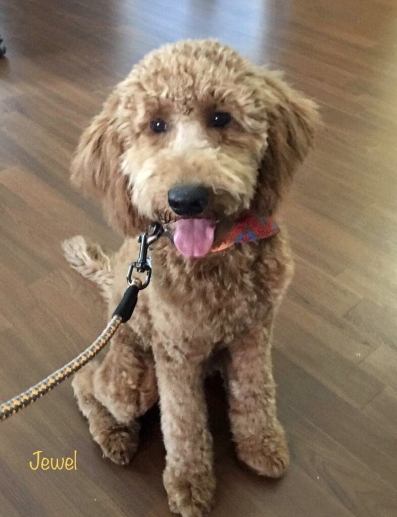 Mini Goldendoodle for Sale