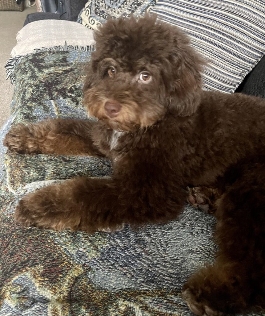 chocolate phantom goldendoodle