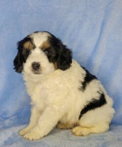 black and white mini Bernedoodle boy for sale in AL