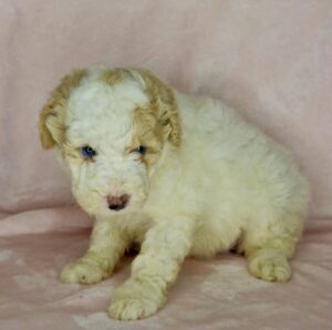 blue eyed mini Bernedoodle puppy for sale in AL