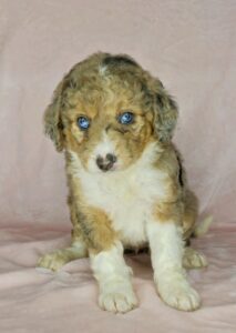 blue merle with blue eyes mini Bernedoodle for sale in AL