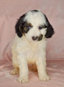 tri color mini Bernedoodle female puppy for sale in AL