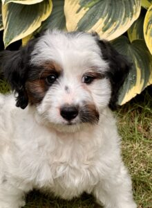 mini Bernedoodle female puppy for sale in AL