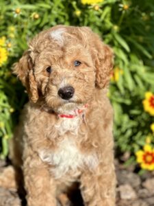 available mini goldendoodle for sale in AL