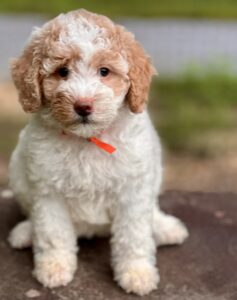 red and white parti mini goldendoodle girl for sale in Alabama