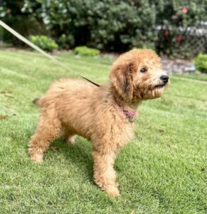 Trained mini goldendoodle female puppy for sale in AL