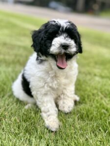 black and white mini goldendoodle female puppy for sale in AL