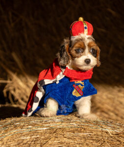 blue merle cavapoo puppy available for adoption