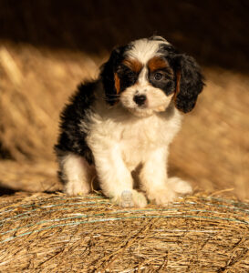 tri color cavapoo male puppy for sale near Birmingham, AL