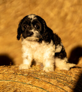 female black and white cavapoo puppy for sale in AL