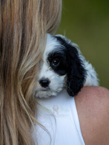 cavapoo puppy for sale in AL