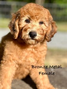 sable mini goldendoodle puppy for sale near birmingham AL