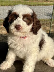 available Tri-color parti mini goldendoodle female puppy