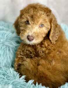 red mini goldendoodle boy for sale in Alabama