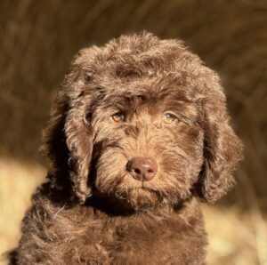 dark chocolate mini goldendoodle boy for sale