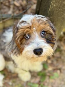 Blue Merle tri color male cavapoo puppy for sale in AL