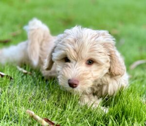 wavy teddy bear color mini goldendoodle puppy for sale near Birmingham, AL