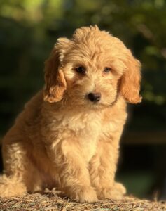 wavy blonde mini goldendoodle female puppy for sale in AL