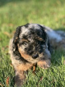 blue merle Tri-color Bernedoodle female puppy for sale in AL