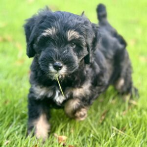 mini Bernedoodle male pup for sale in AL