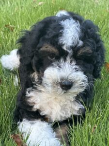 mini Bernedoodle puppy for sale near Birmingham, AL