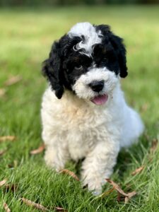 Bernedoodle male puppy for sale in AL