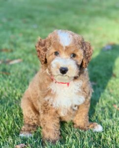 red tuxedo mini goldendoodle girl available in AL