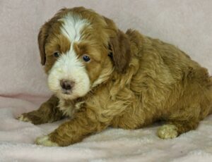 red tuxedo female mini goldendoodle