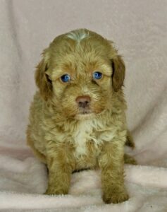 blue eyed mini goldendoodle female for sale in AL