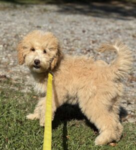 blonde mini goldendoodle girl for sale in Birmingham, AL