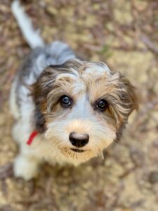 blue merle cavapoo puppy for sale near Birmingham AL