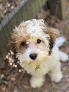 sable parti cavapoo puppy for sale in Alabama