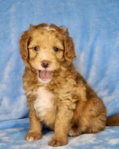 Carmel colored mini goldendoodle for sale