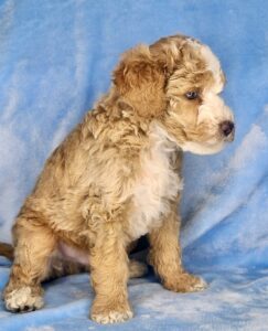 red mini goldendoodle boy for sale in AL