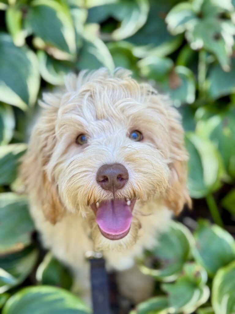 F1b mini goldendoodle