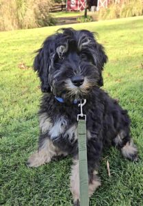 mini Bernedoodle boy available now