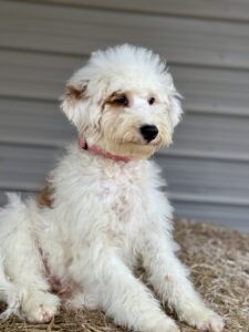 older mini goldendoodle puppy for sale in AL