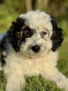 black and white parti mini goldendoodle girl for sale