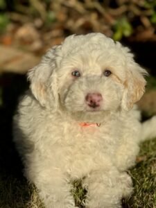 White mini goldendoodle boy with blue eyes for sale in AL