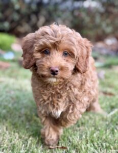 wavy teddy bear colored mini goldendoodle for sale in AL