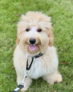 older mini goldendoodle puppy for sale in AL