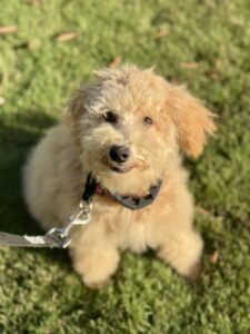 trained teddy bear mini goldendoodle female puppy for sale in AL