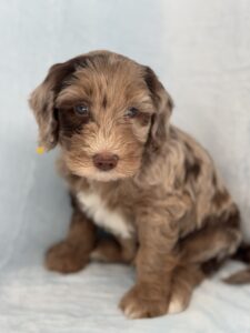 chocolate merle male puppy in AL