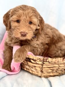 apricot mini goldendoodle for sale